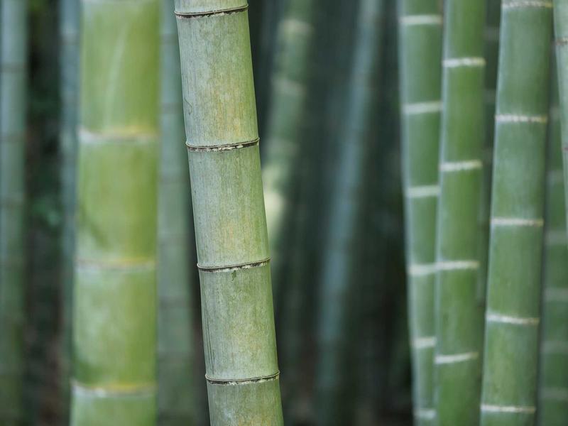 记忆碎片<br>qyy4iewj.cn 植入体真伪辨